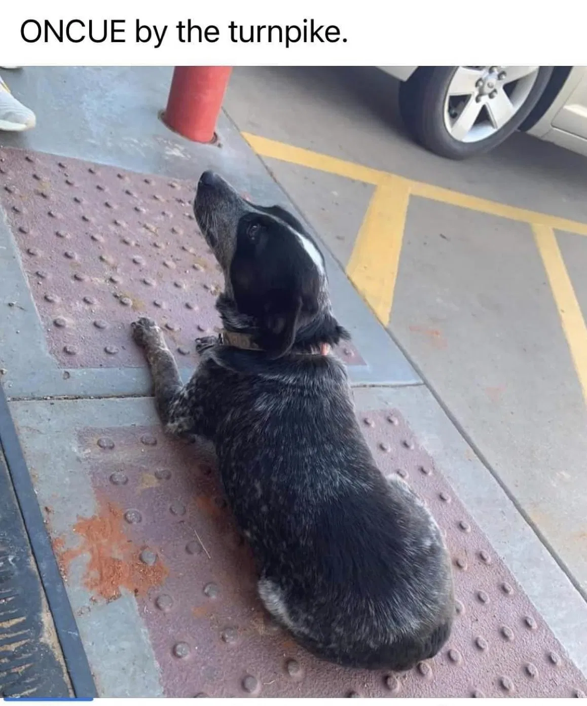 Lost dog in Stroud, OK, 74079