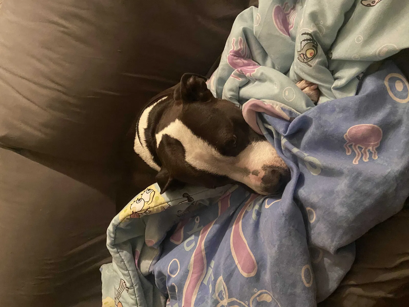 Lost dog in Stockton, CA, 95207