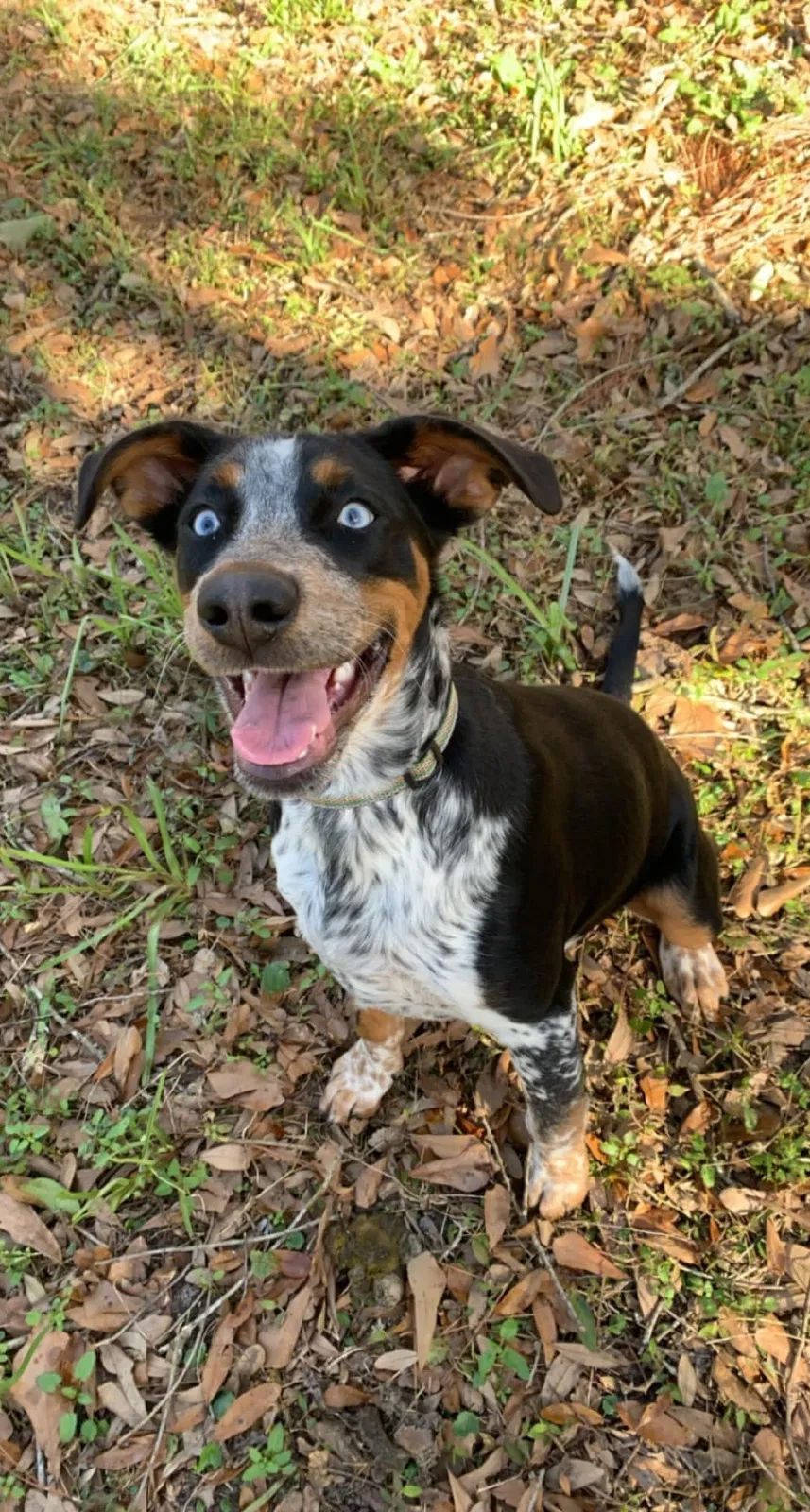 Lost dog in Mobile, AL, 36605