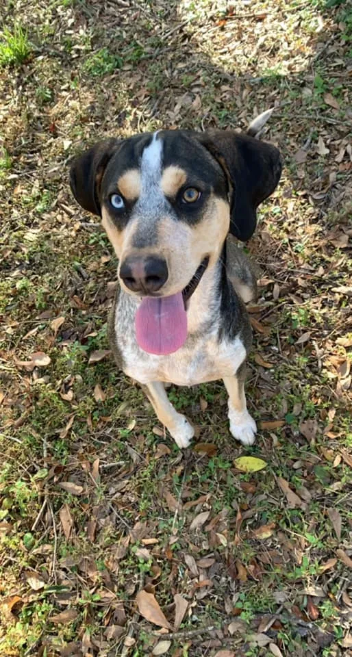Lost dog in Mobile, AL, 36605