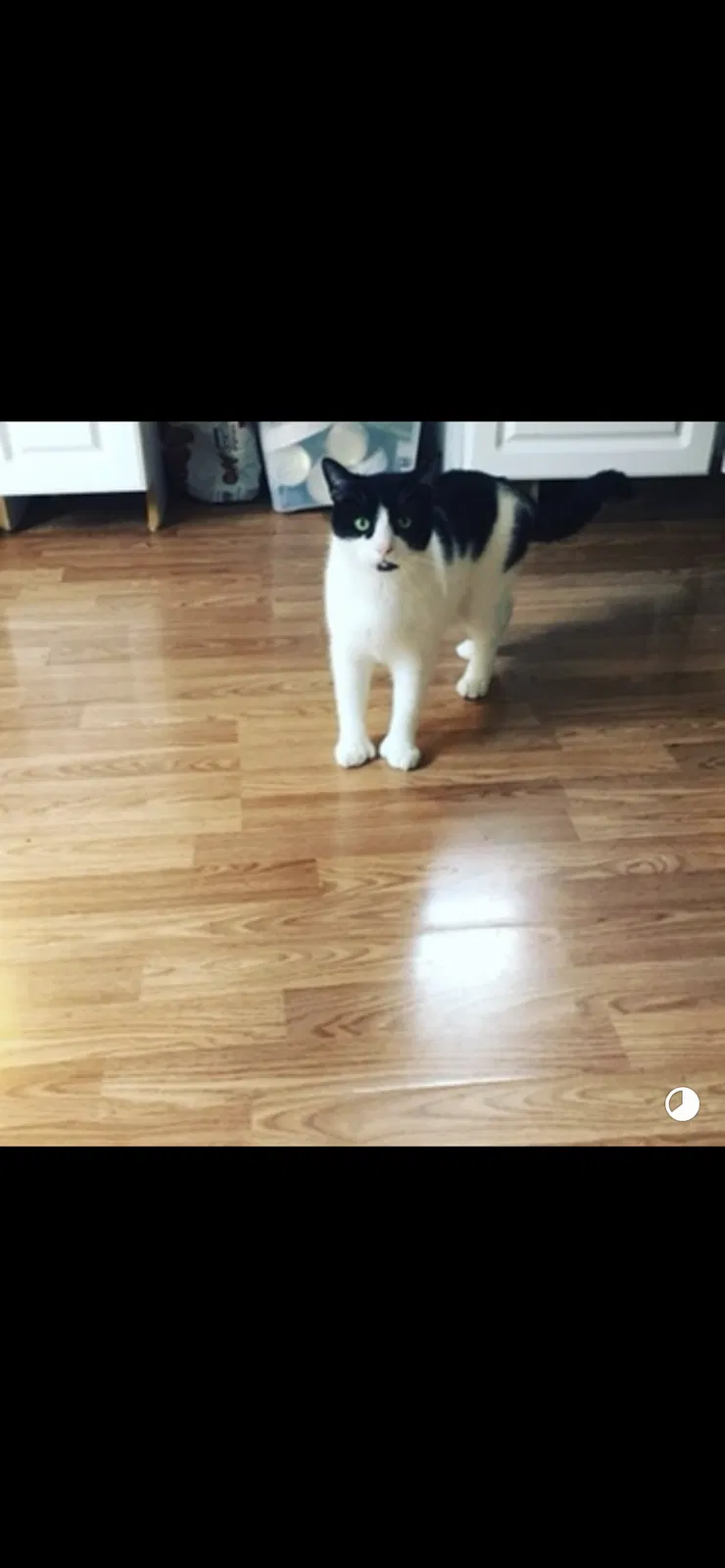Lost cat in Saint Petersburg, FL, 33704