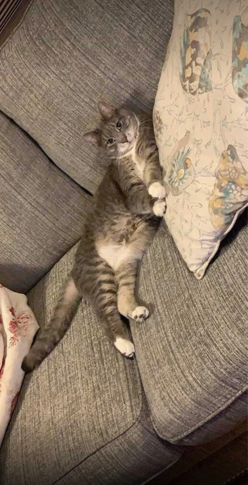 Lost cat in Fayetteville, NC, 28301