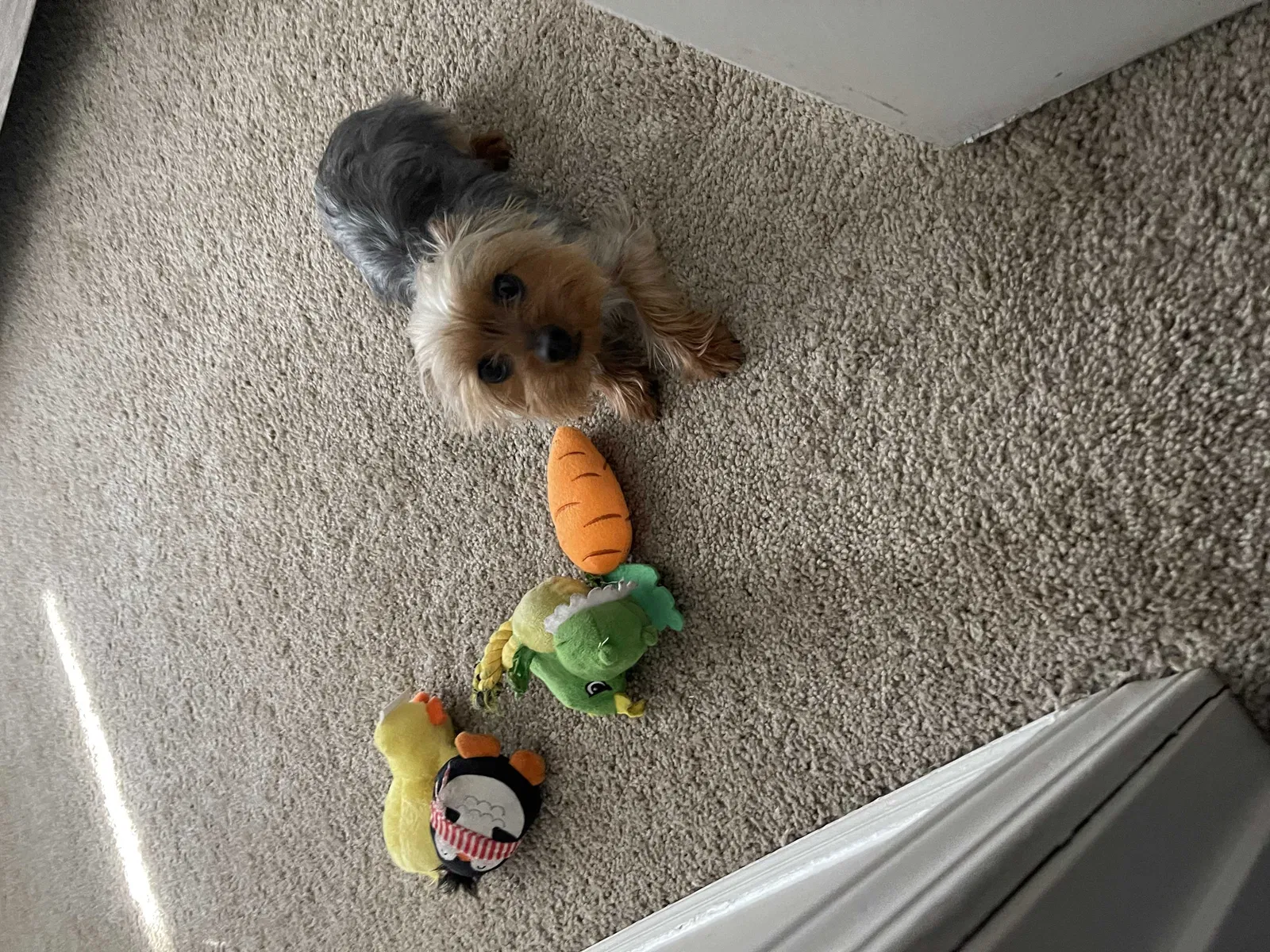 Lost dog in Marietta, GA, 30067