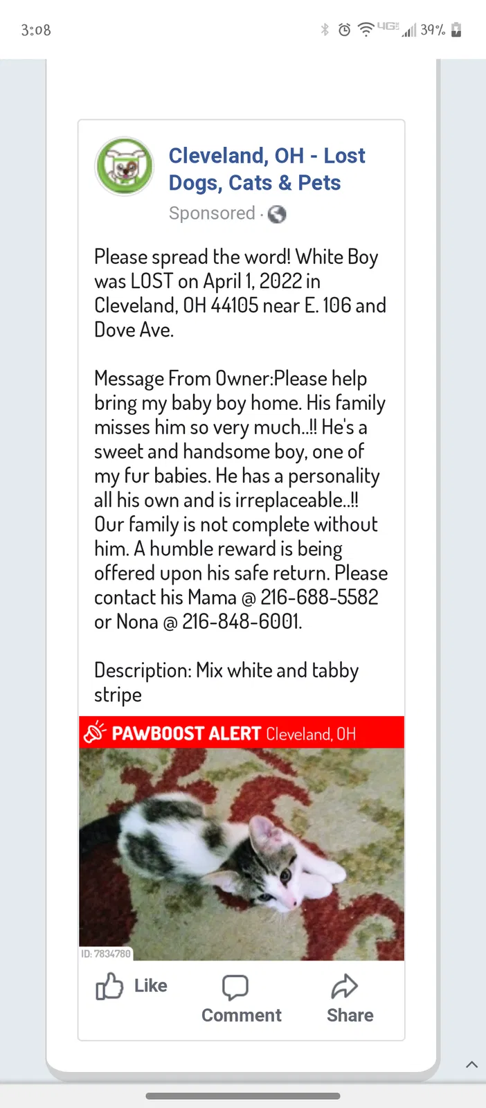 Lost cat in Cleveland, OH, 44105
