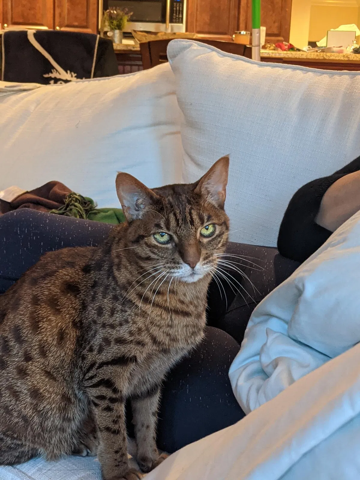 Lost cat in Orlando, FL, 32803