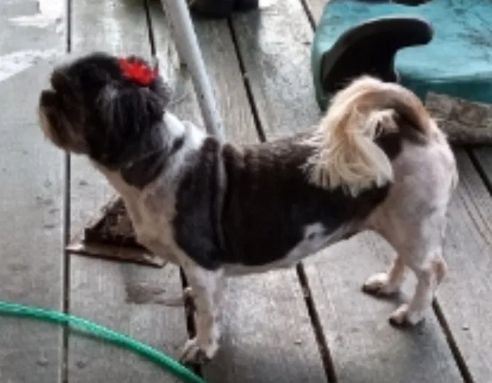 Lost dog in Orlando, FL, 32833