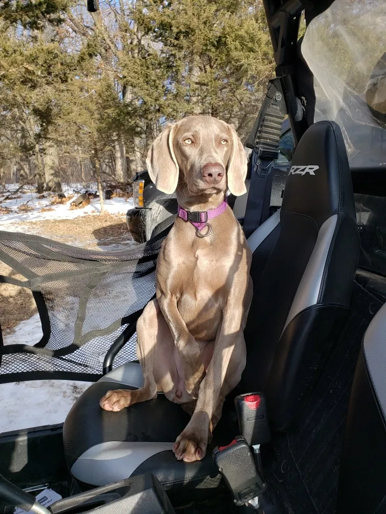Lost dog in Dalton, WI, 53926