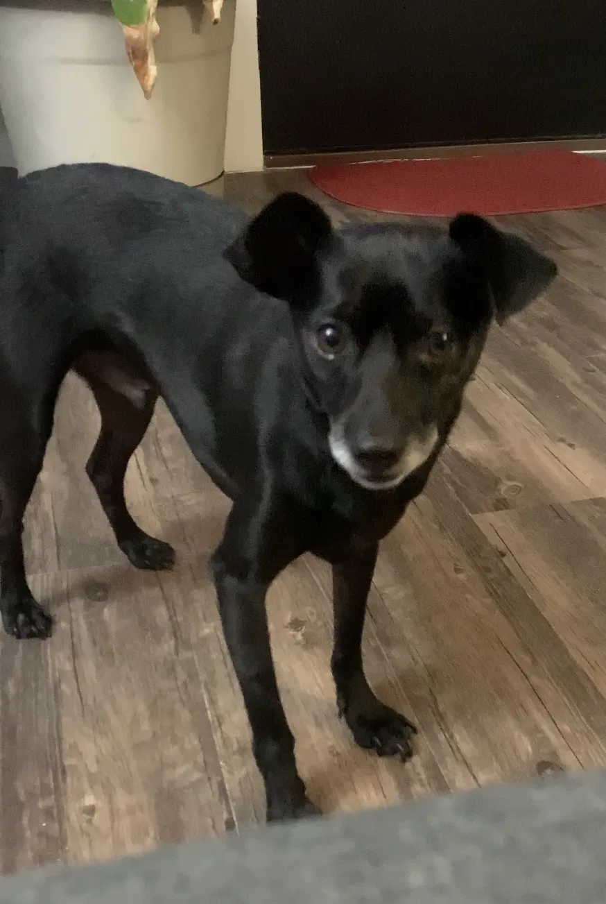 Lost dog in Dallas, TX, 75228