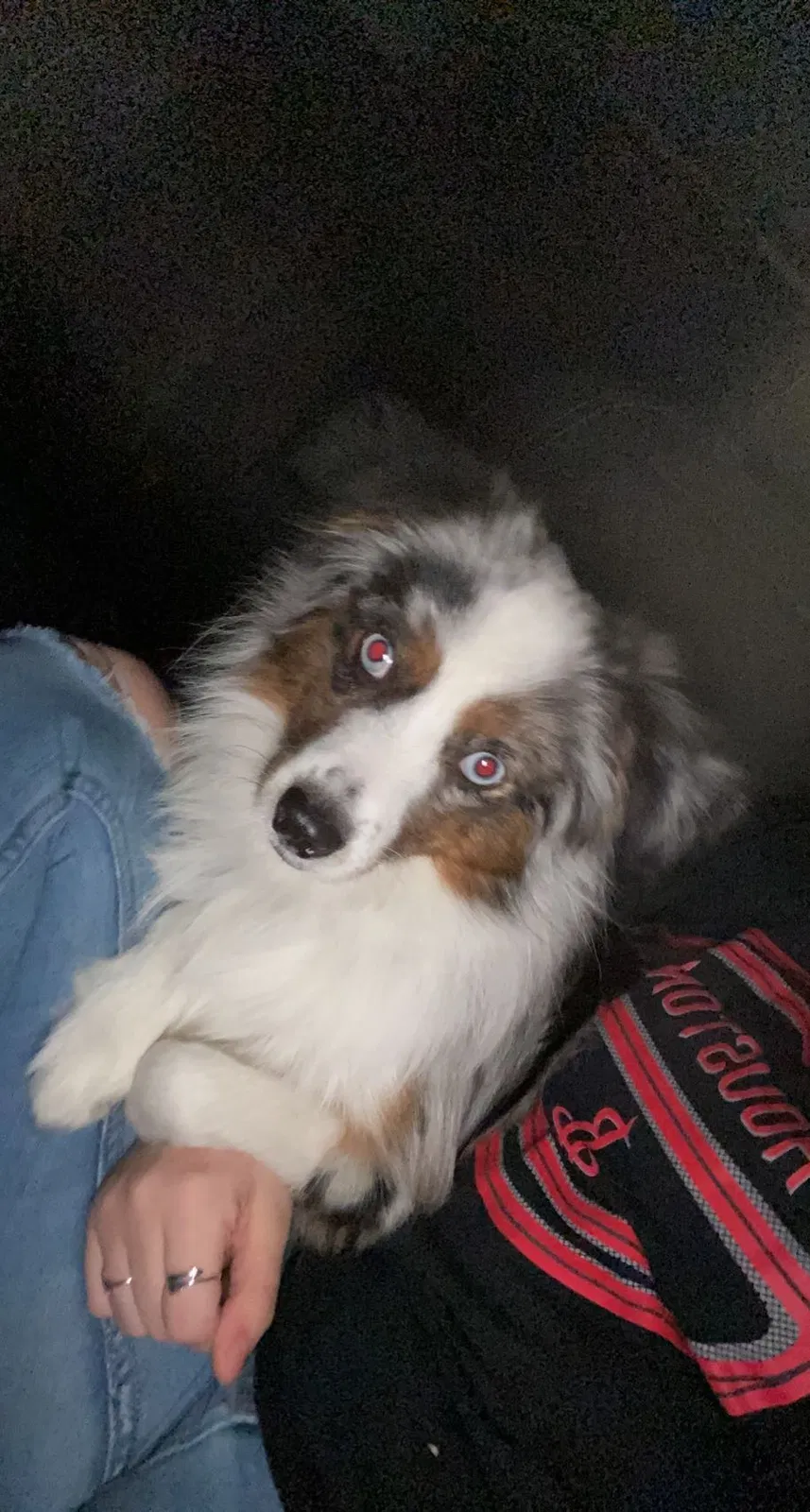 Lost dog in Channelview, TX, 77530