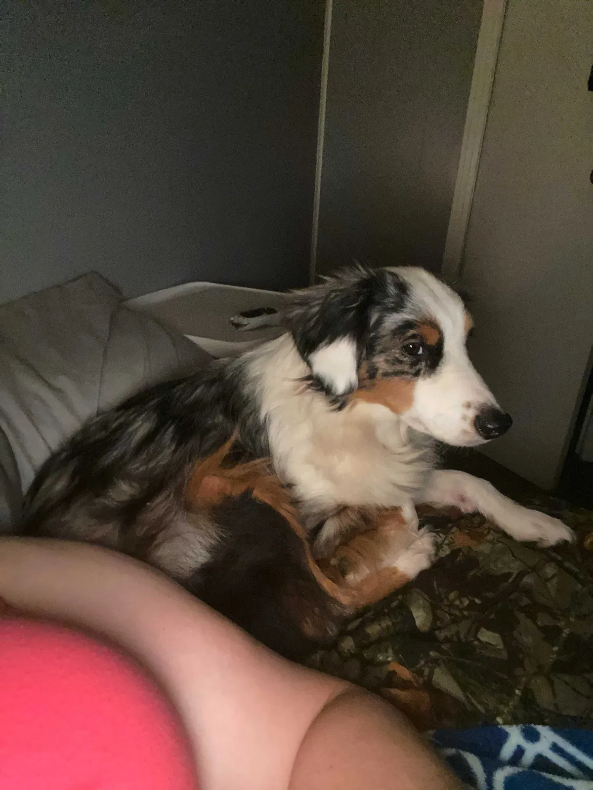 Lost dog in Gallatin, TN, 37066