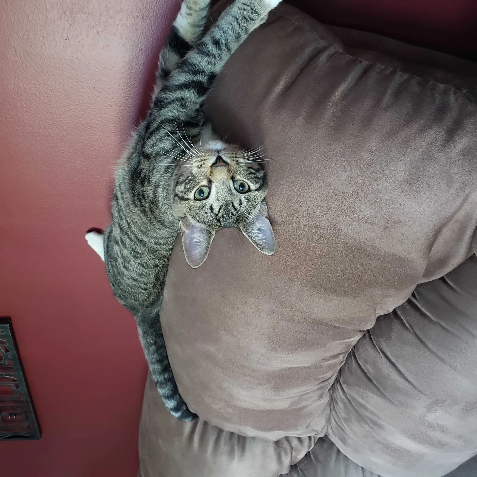 Lost cat in Fairfax, VA, 22032