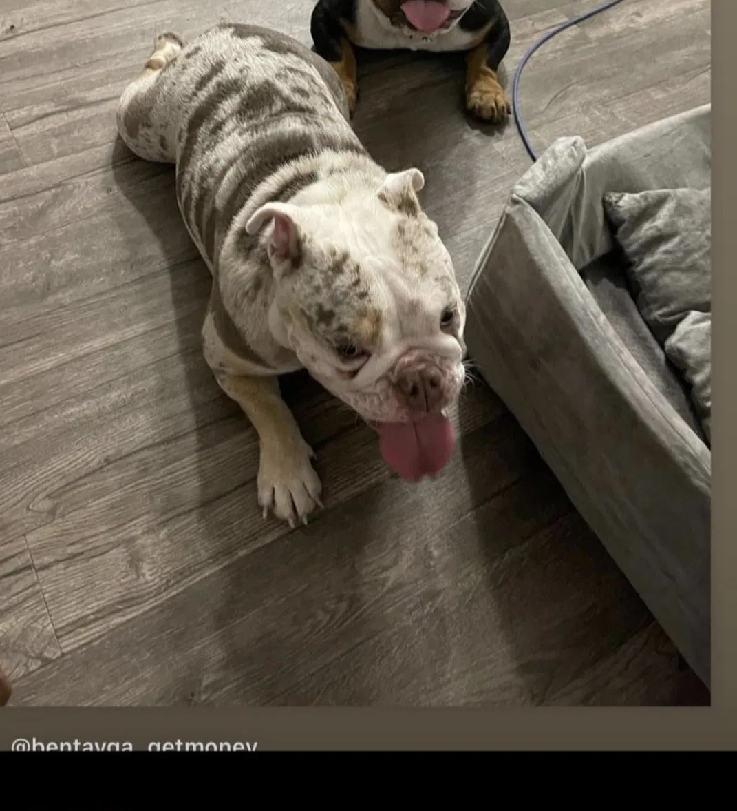 Lost dog in Fort Worth, TX, 76132