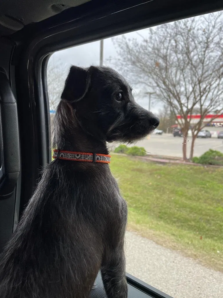 Lost dog in Willis, TX, 77378