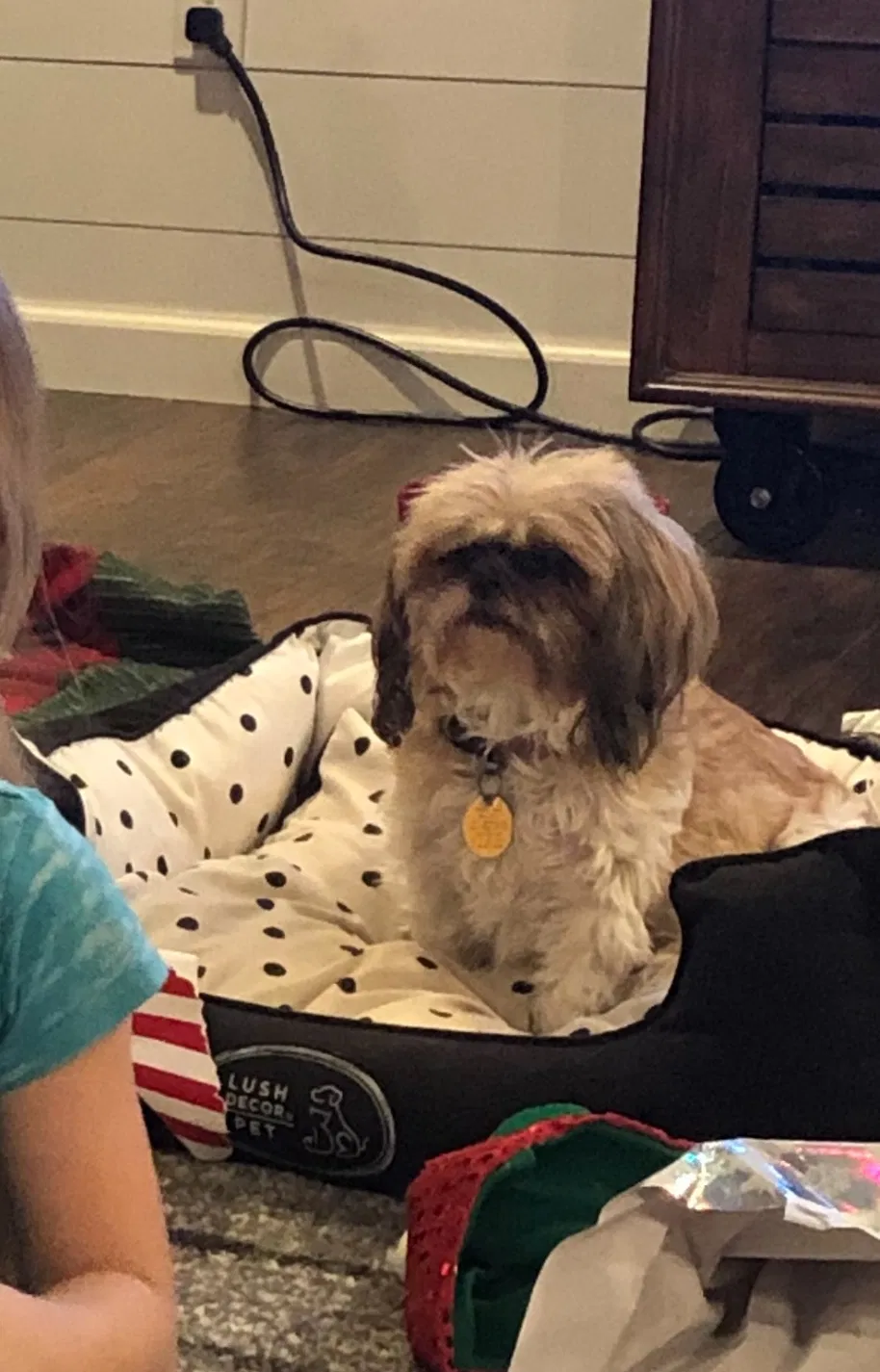 Lost dog in Willard, MO, 65781