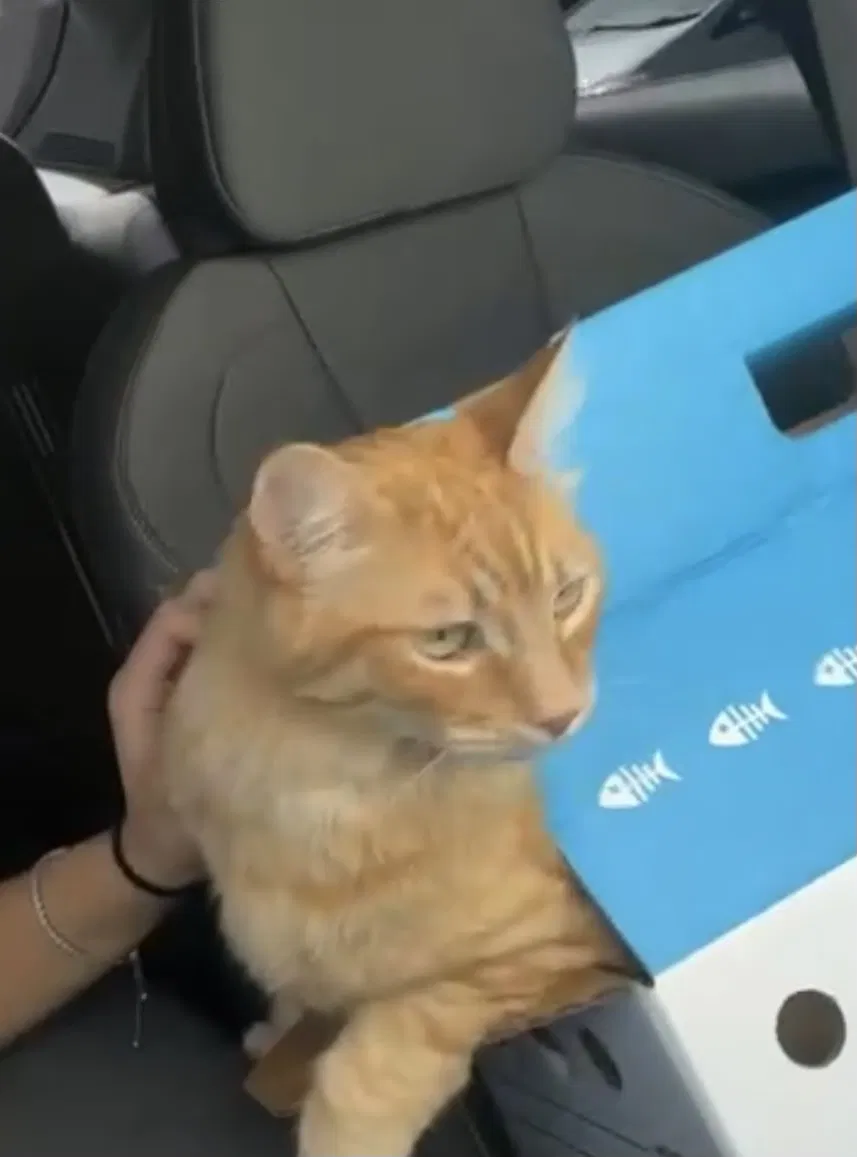 Lost cat in Sacramento, CA, 95834