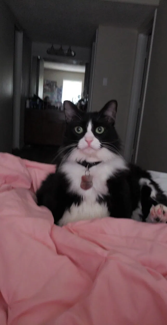 Lost cat in Round Rock, TX, 78681