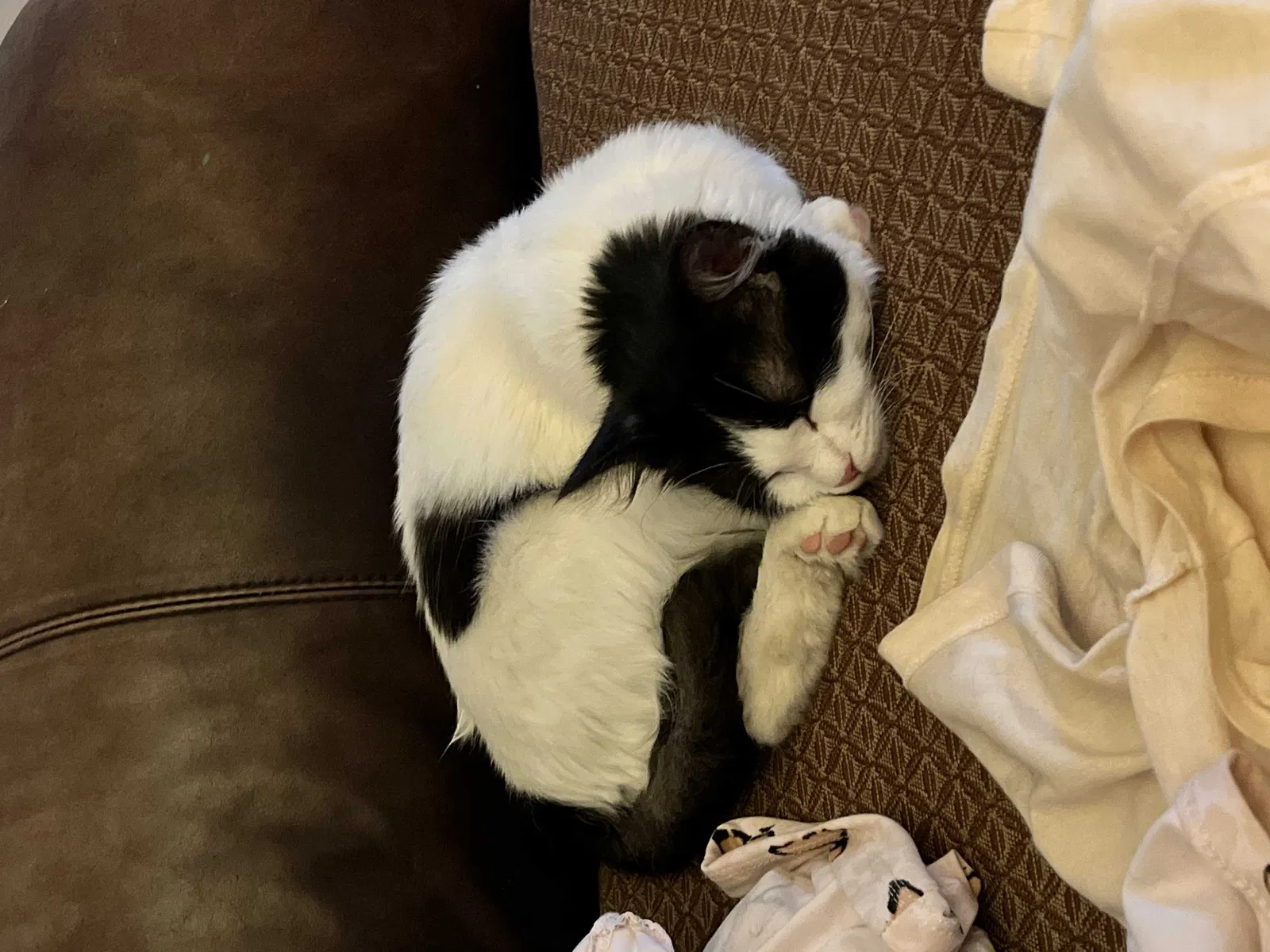 Lost cat in Rio Rancho, NM, 87124