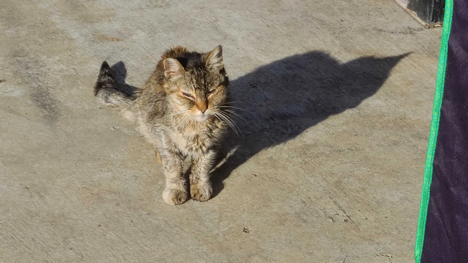 Lost cat in Menlo Park, CA, 94025