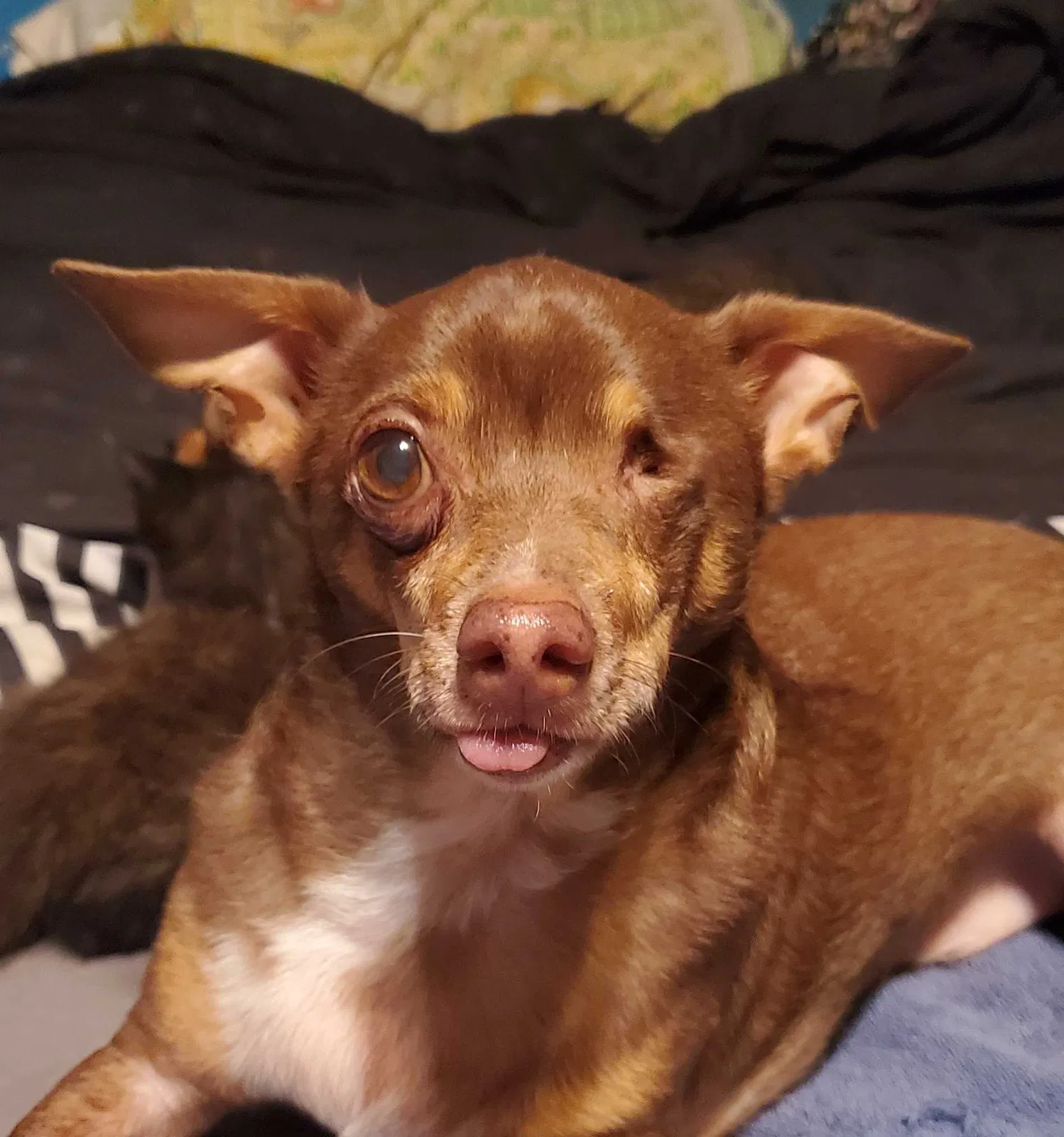 Lost dog in Bishopville, SC, 29010