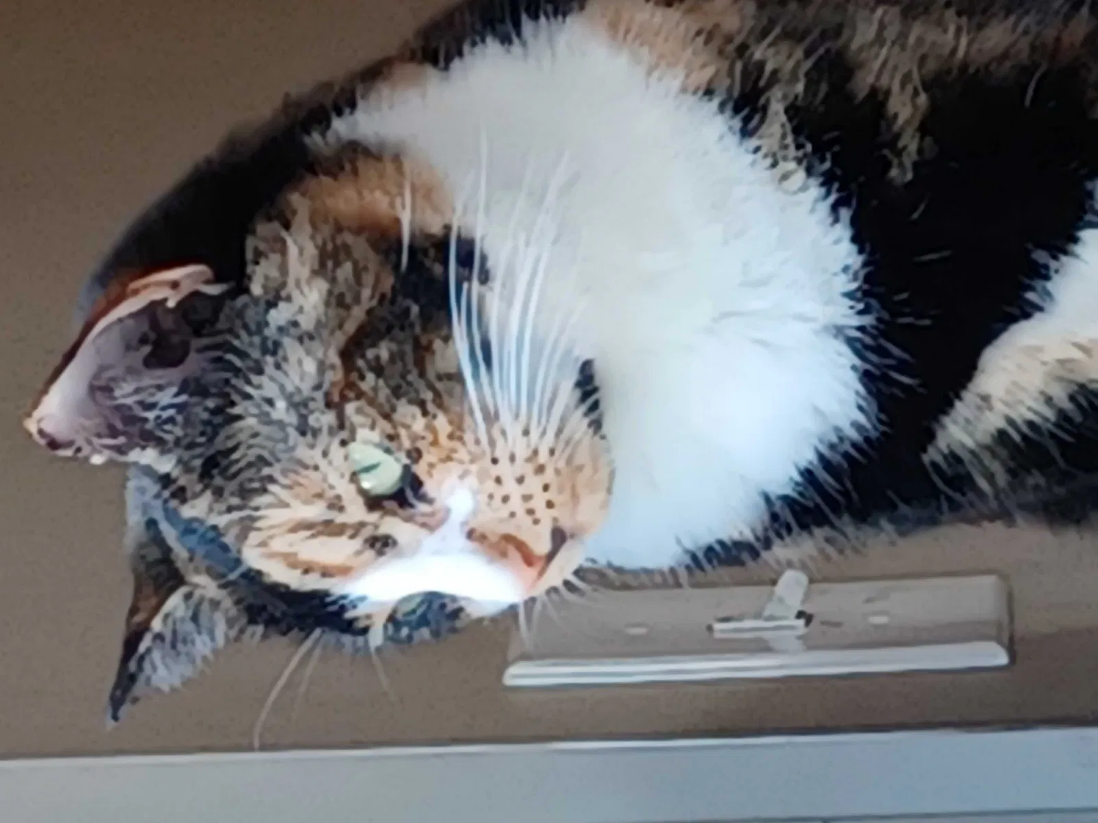 Lost cat in Las Vegas, NV, 89156