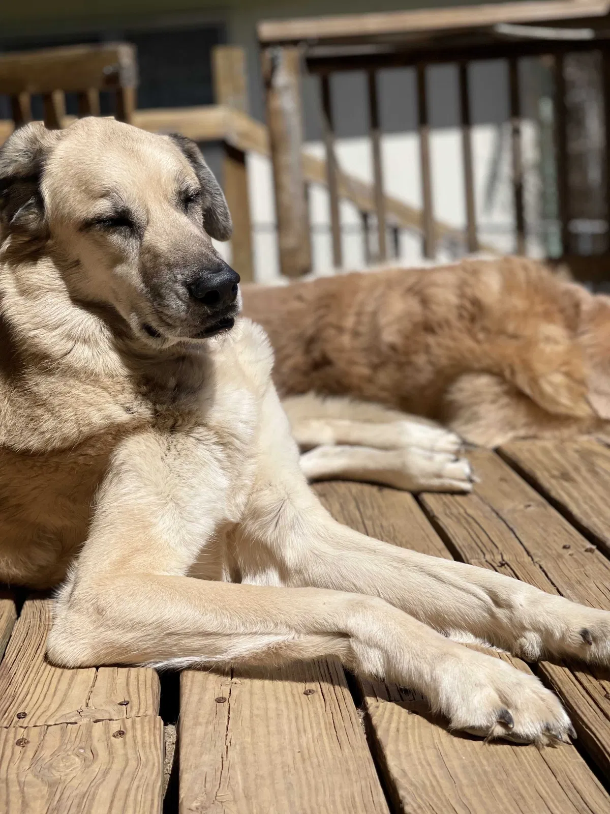 Lost dog in Oklahoma City, OK, 73132