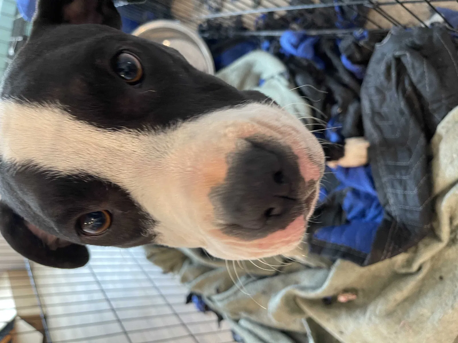 Lost dog in Foley, AL, 36535