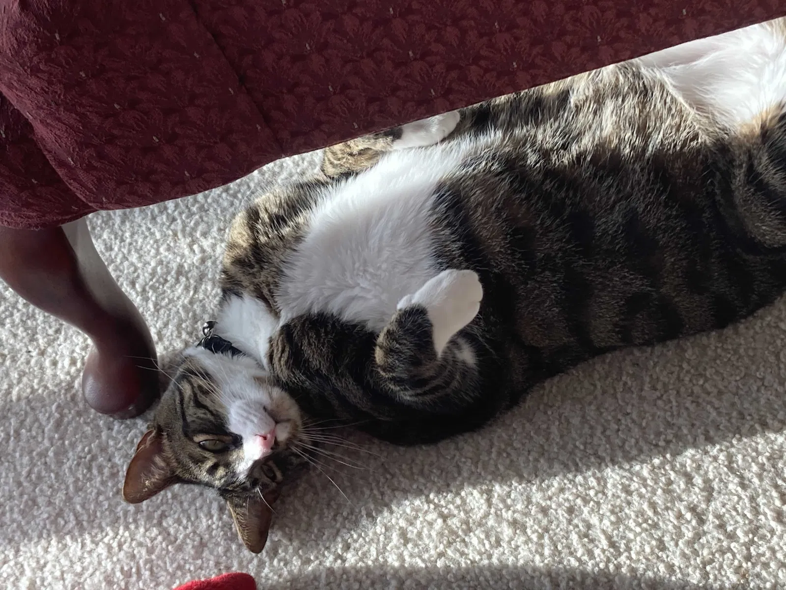 Lost cat in Punta Gorda, FL, 33983