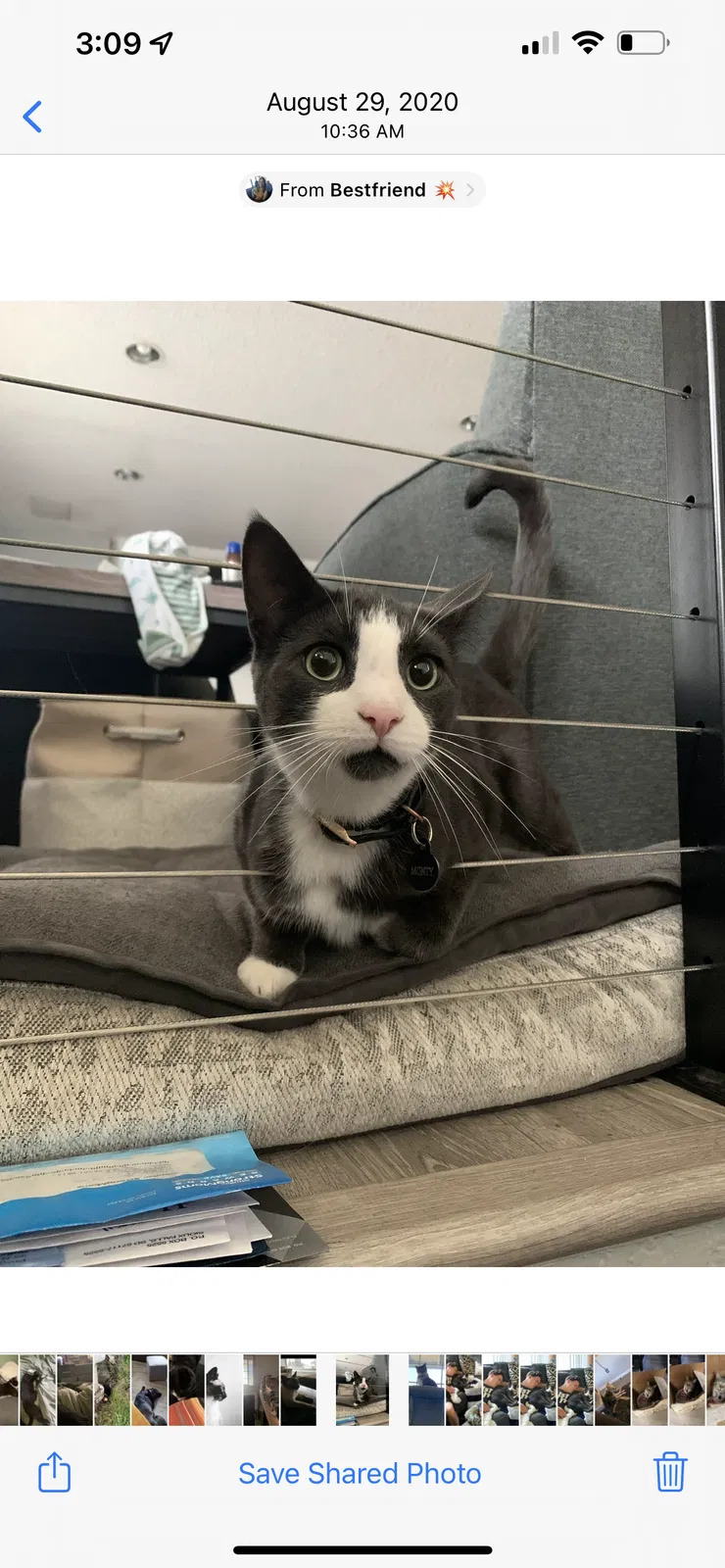 Lost cat in Bonney Lake, WA, 98391