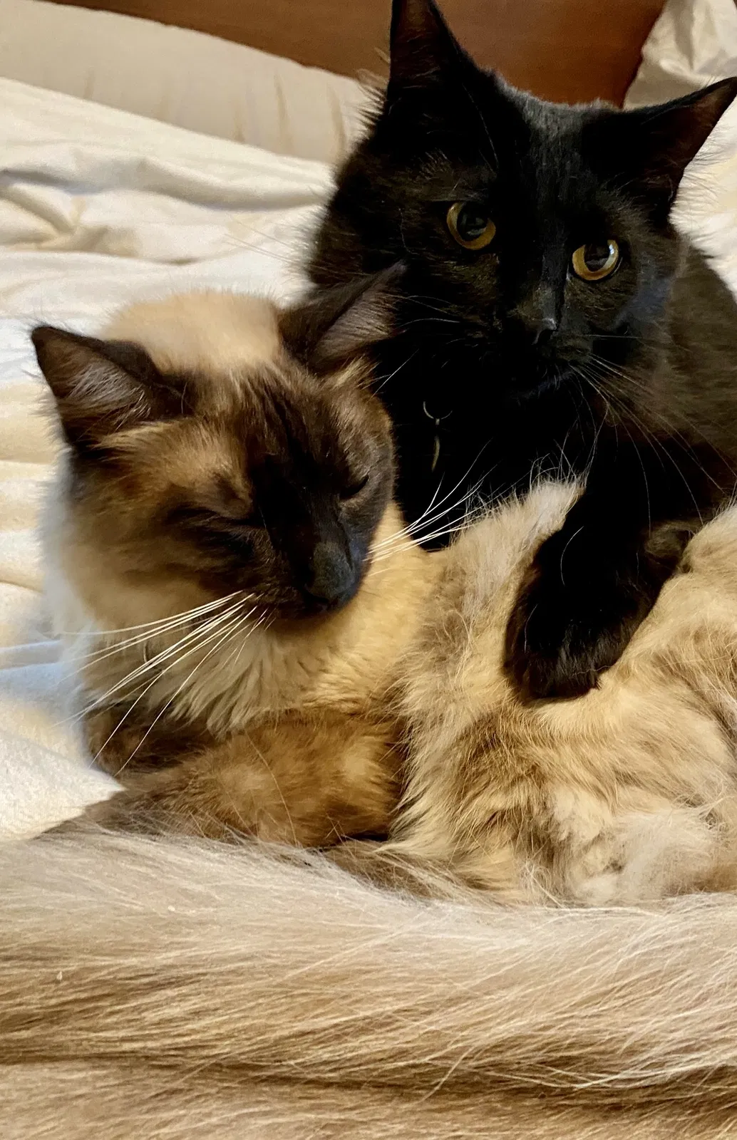 Lost cat in La Crescenta, CA, 91214