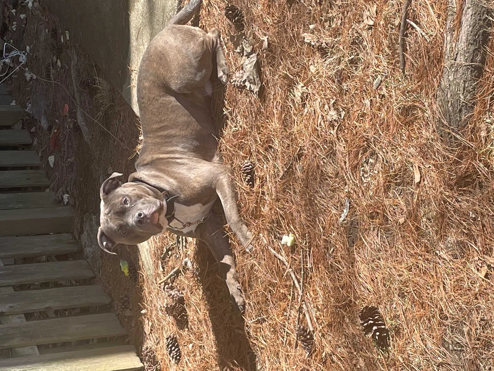 Lost dog in Columbus, OH, 43232