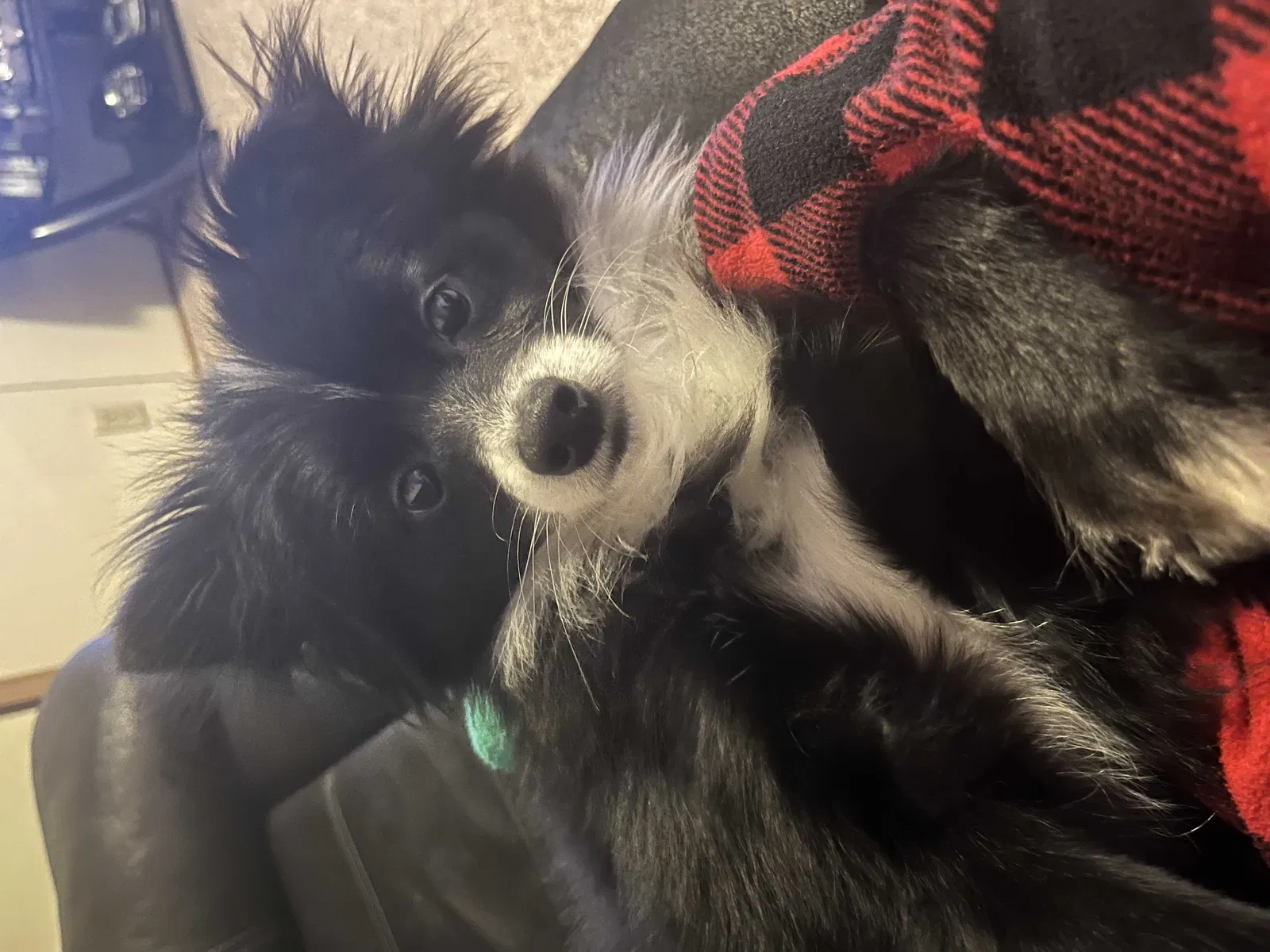 Lost dog in Belvidere, IL, 61008