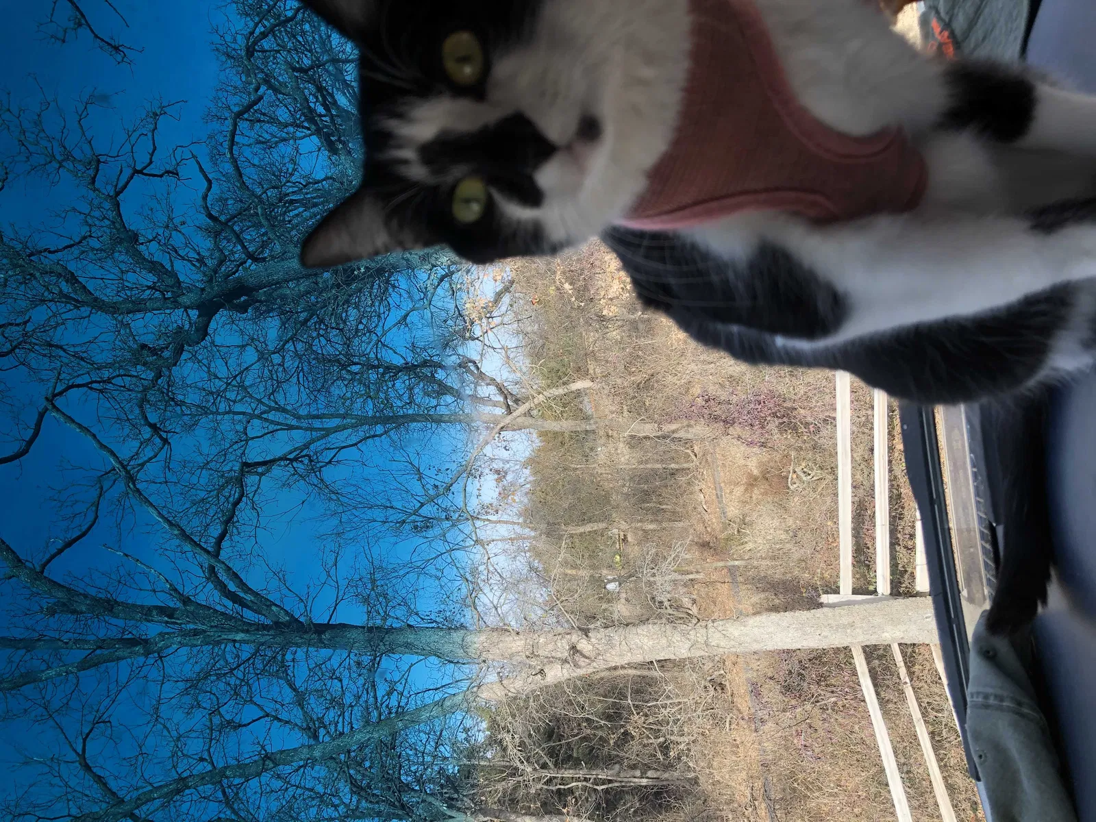 Lost cat in Tulsa, OK, 74107
