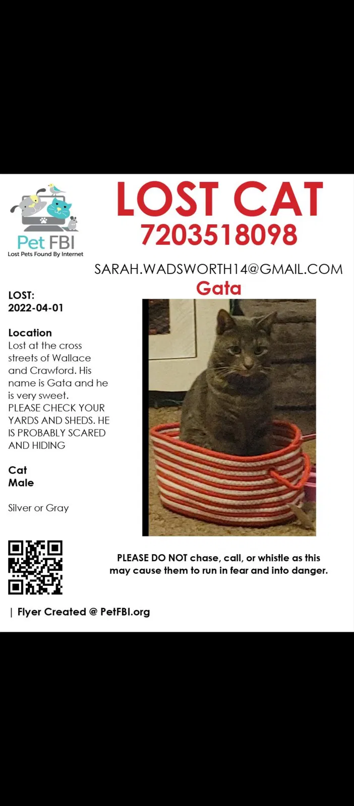 Lost cat in Colorado Springs, CO, 80911