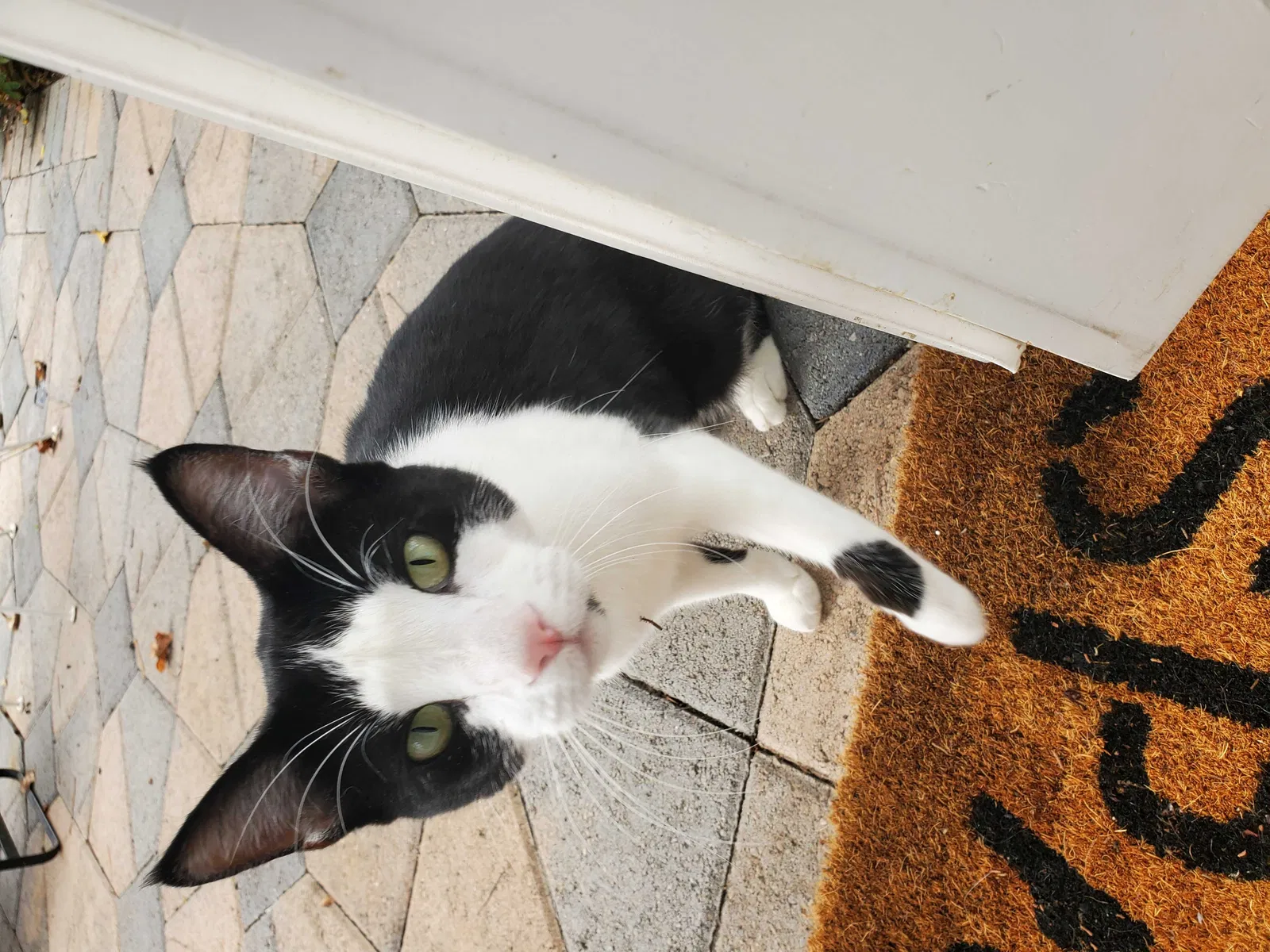 Lost cat in Mission Viejo, CA, 92691