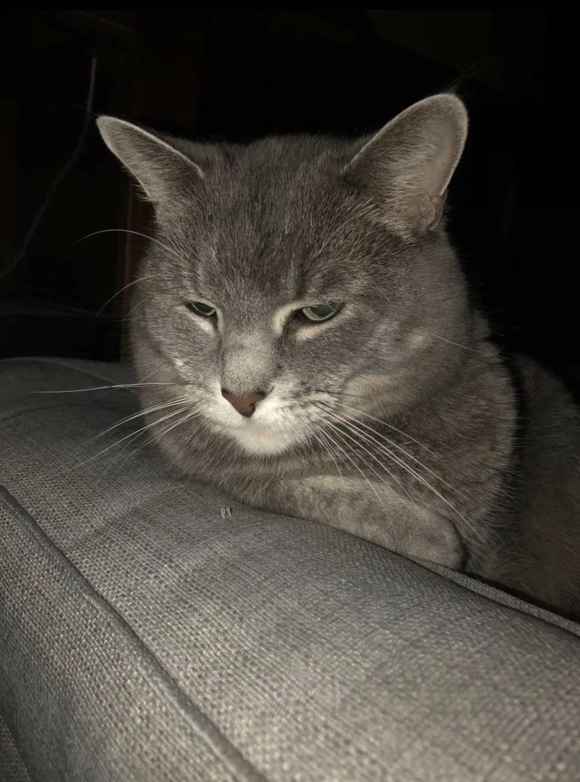 Lost cat in Farmington, MN, 55024