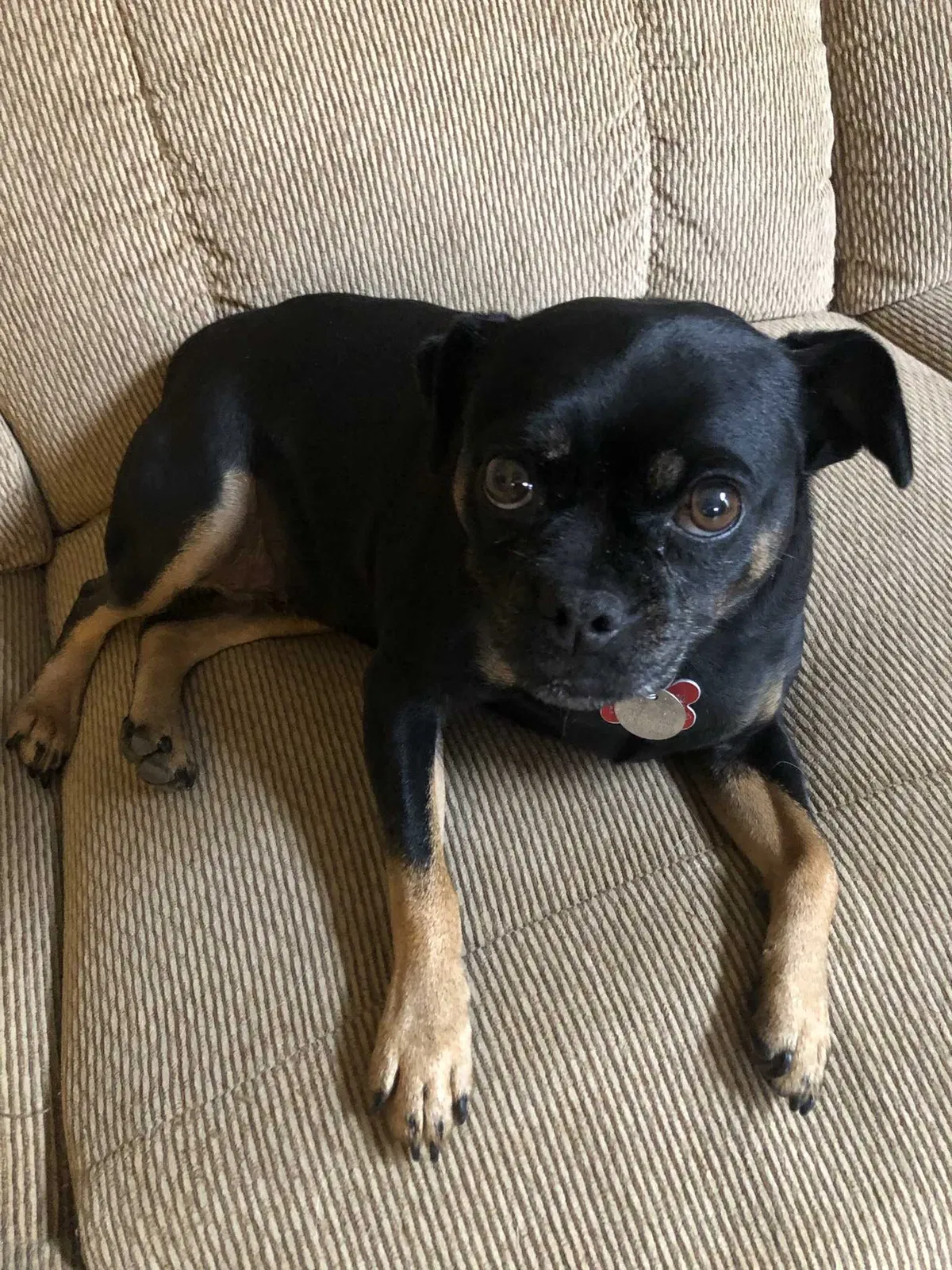 Lost dog in Cincinnati, OH, 45249