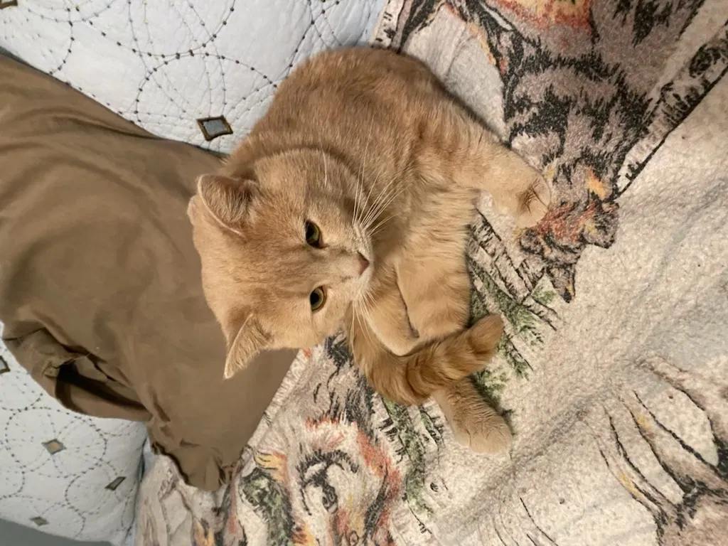 Lost cat in Colonial Beach, VA, 22443