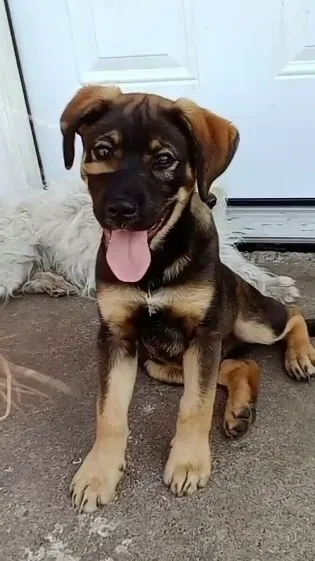 Lost dog in Tulsa, OK, 74126