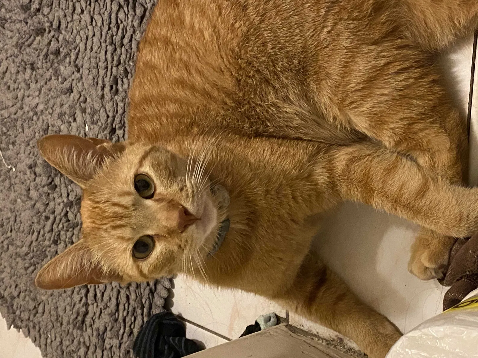 Lost cat in Brooklyn, NY, 11221