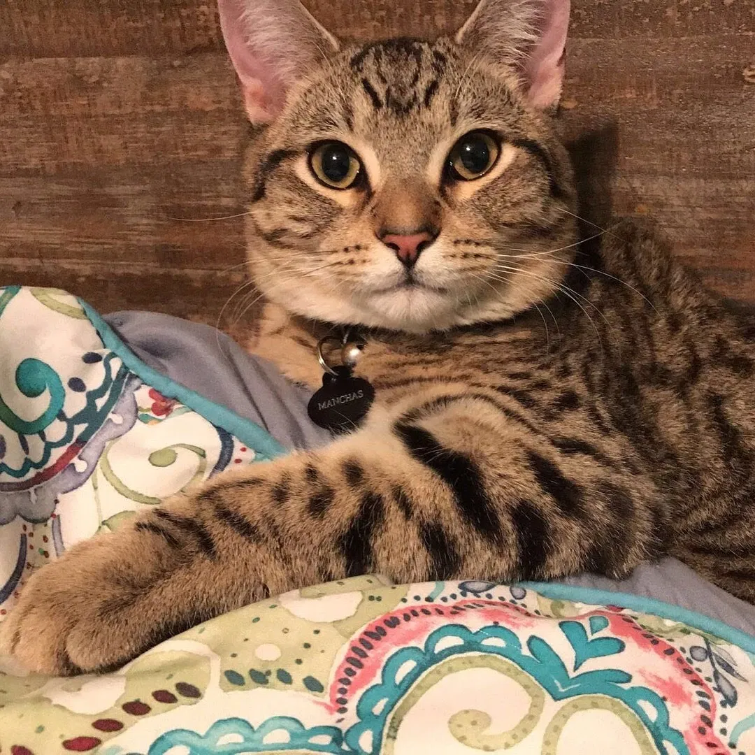 Lost cat in Houston, TX, 77095