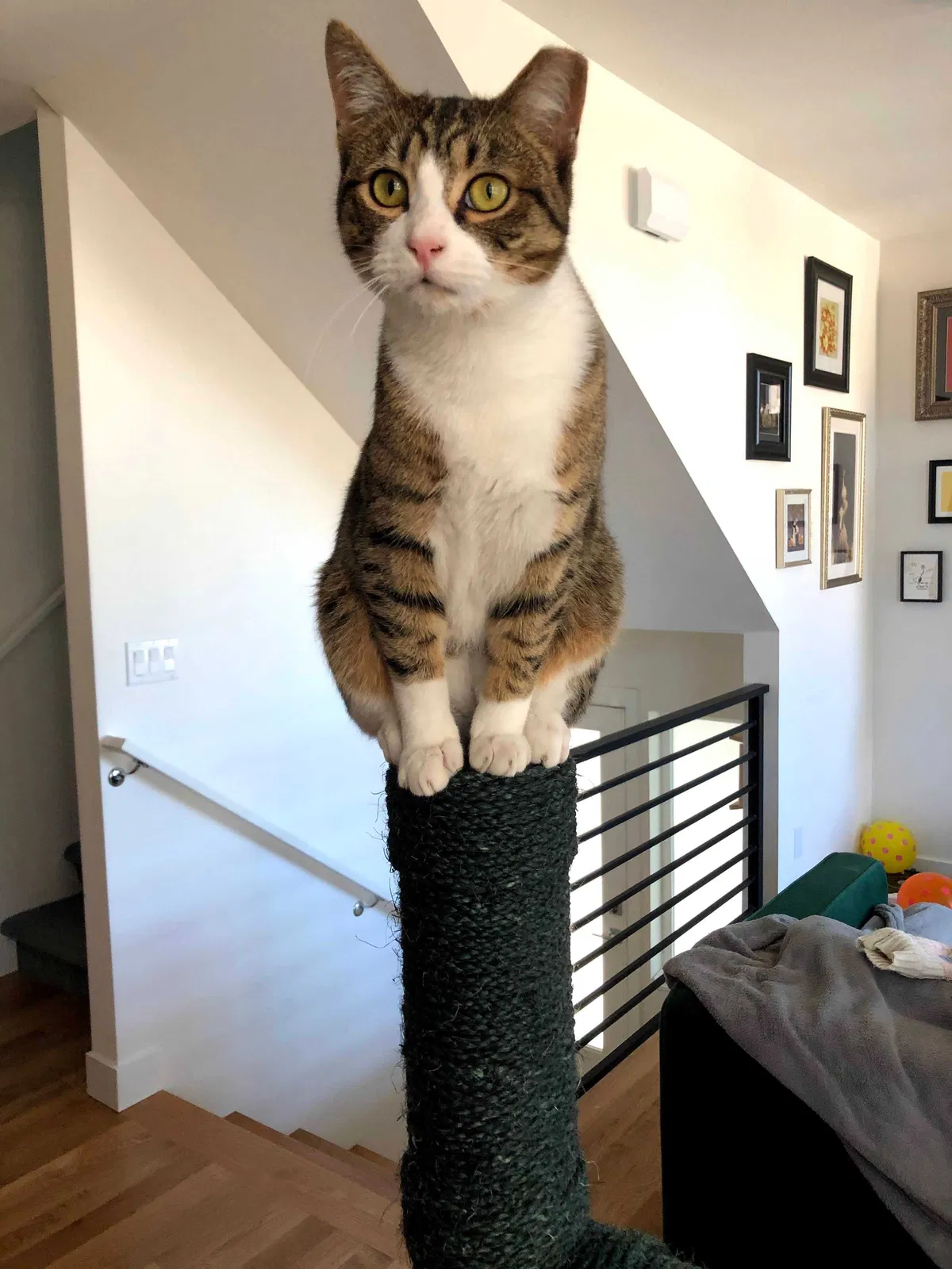 Lost cat in Port Orchard, WA, 98366