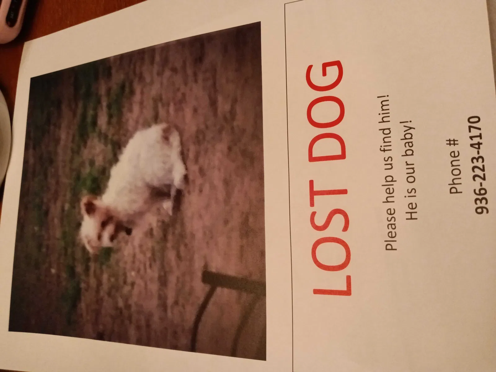 Lost dog in Houston, TX, 77093