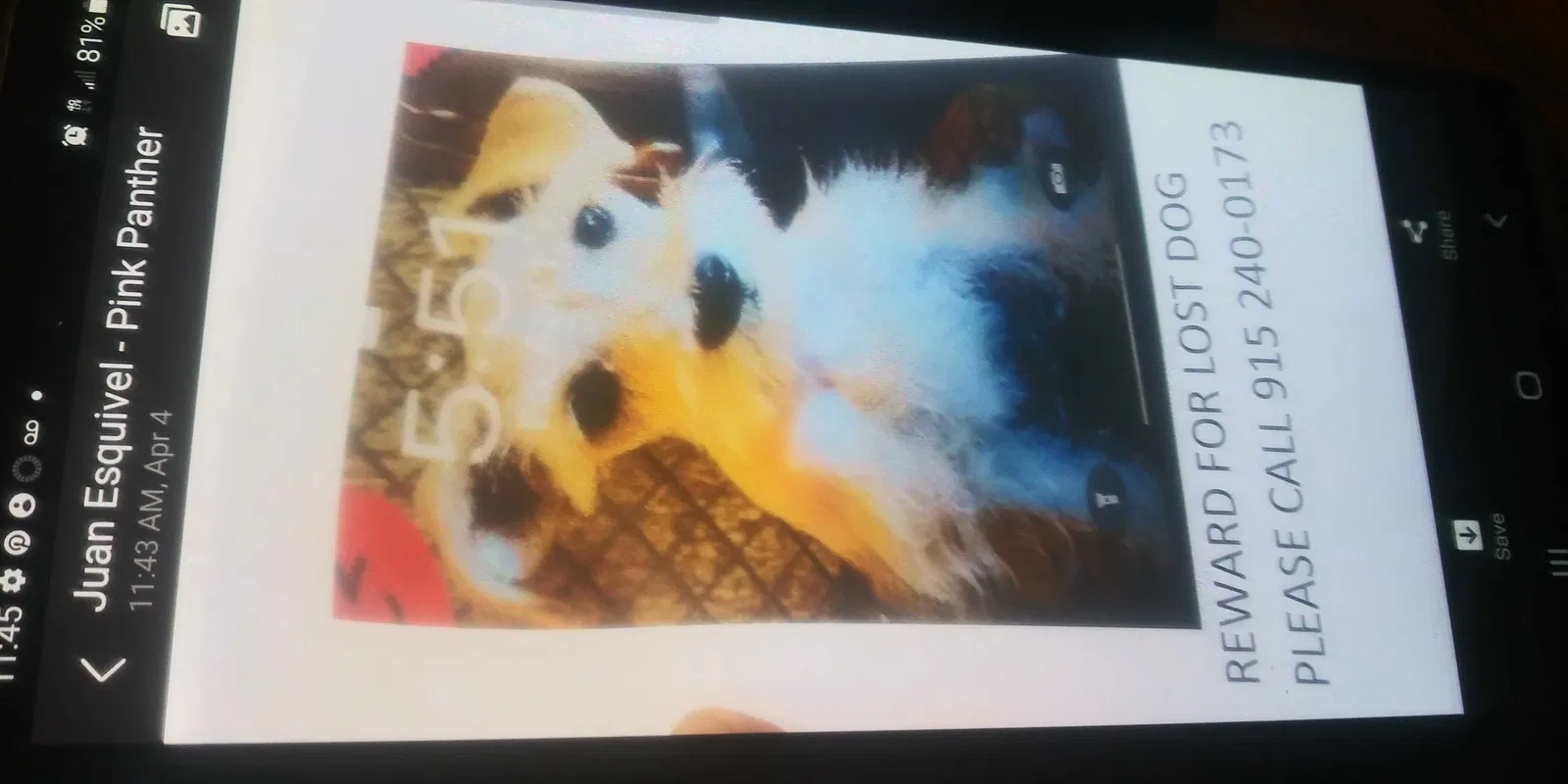 Lost dog in El Paso, TX, 79915