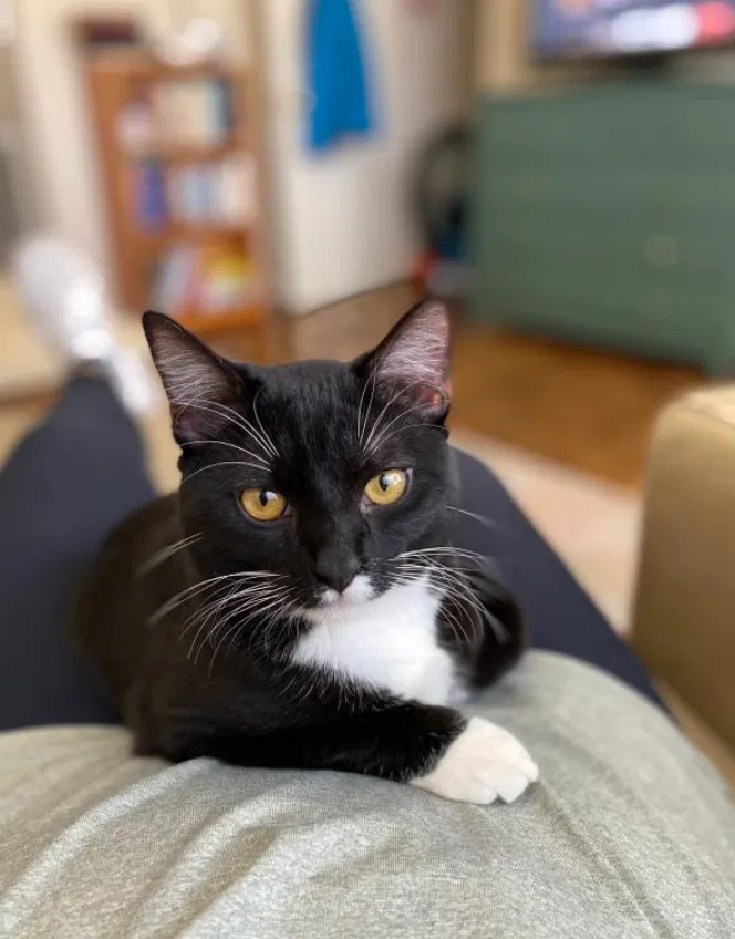 Lost cat in Birmingham, AL, 35223