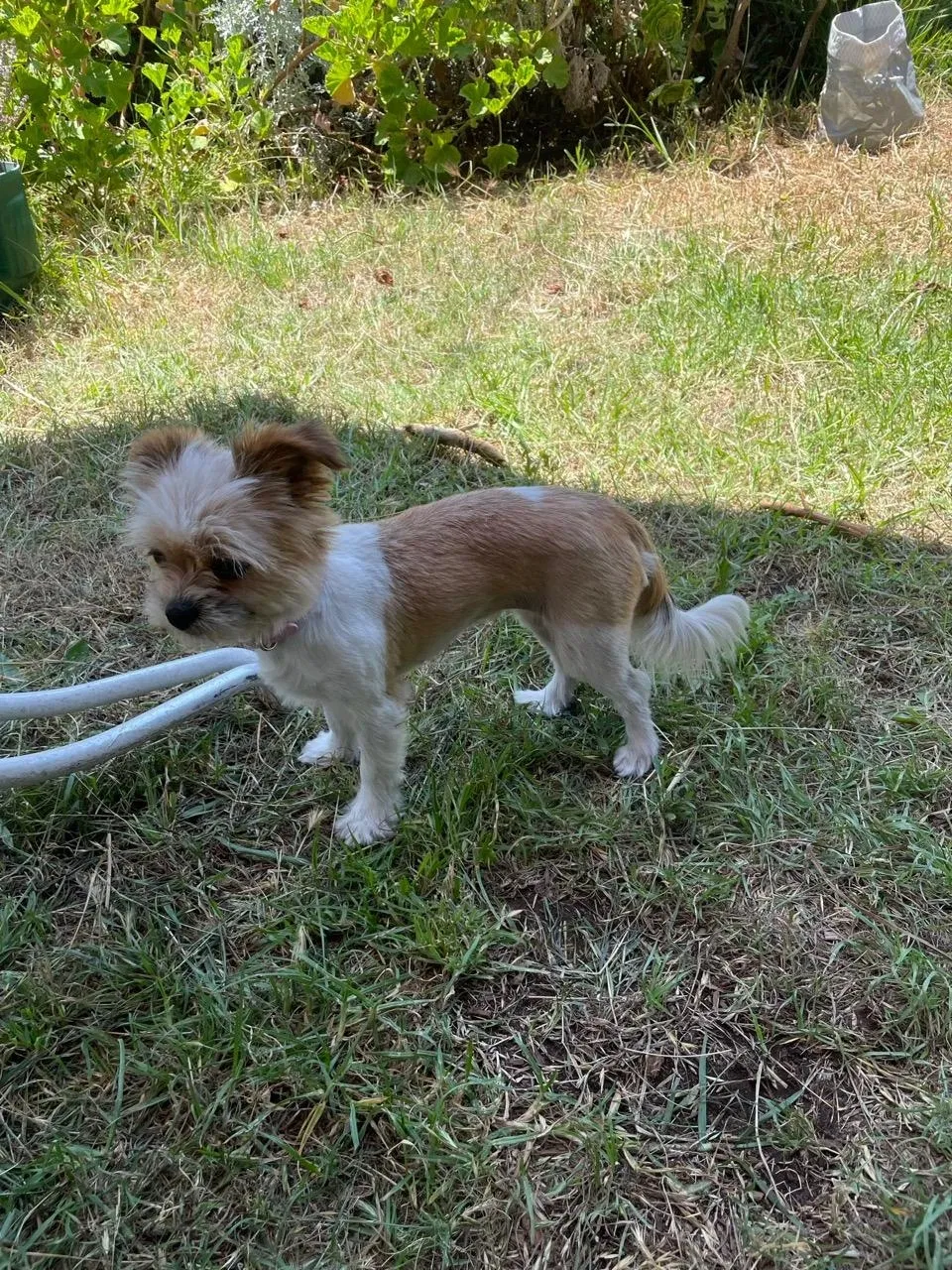 Lost dog in Imperial Beach, CA, 91932