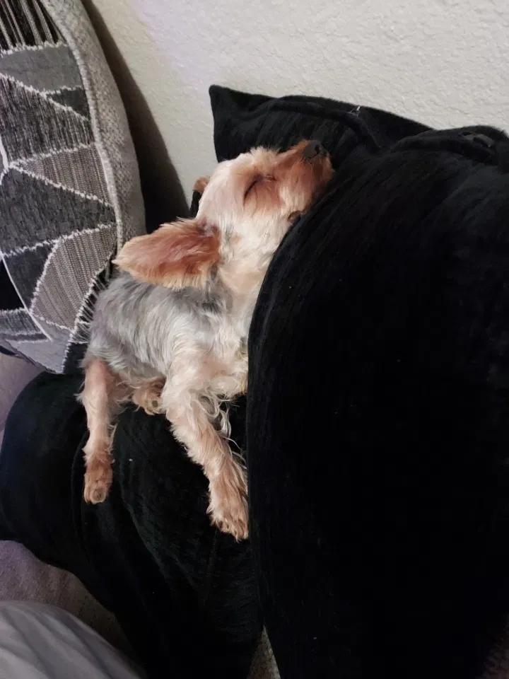 Lost dog in Denver, CO, 80249