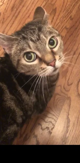 Lost cat in Roswell, GA, 30075