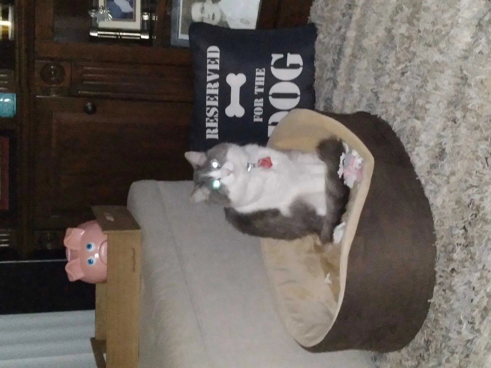Lost cat in Salt Lake City, UT, 84107