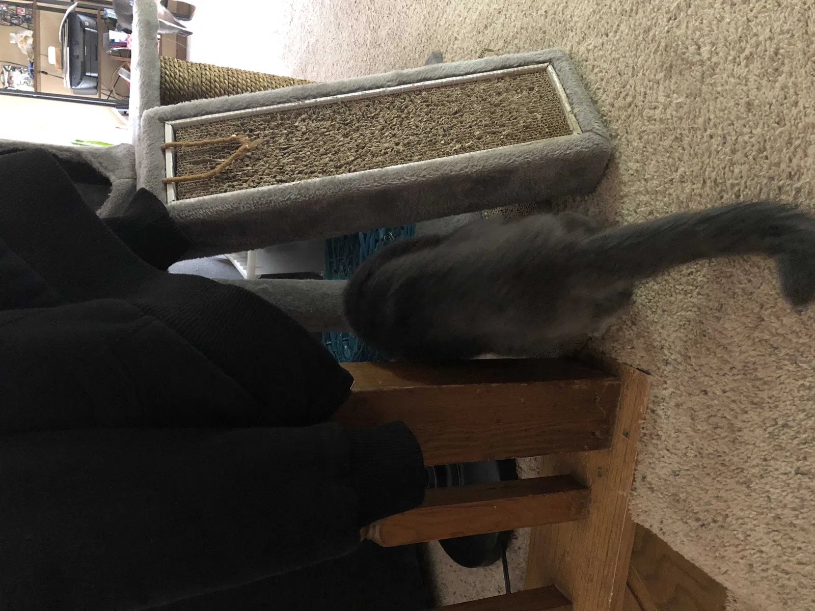 Found cat in Farmington, MN, 55024