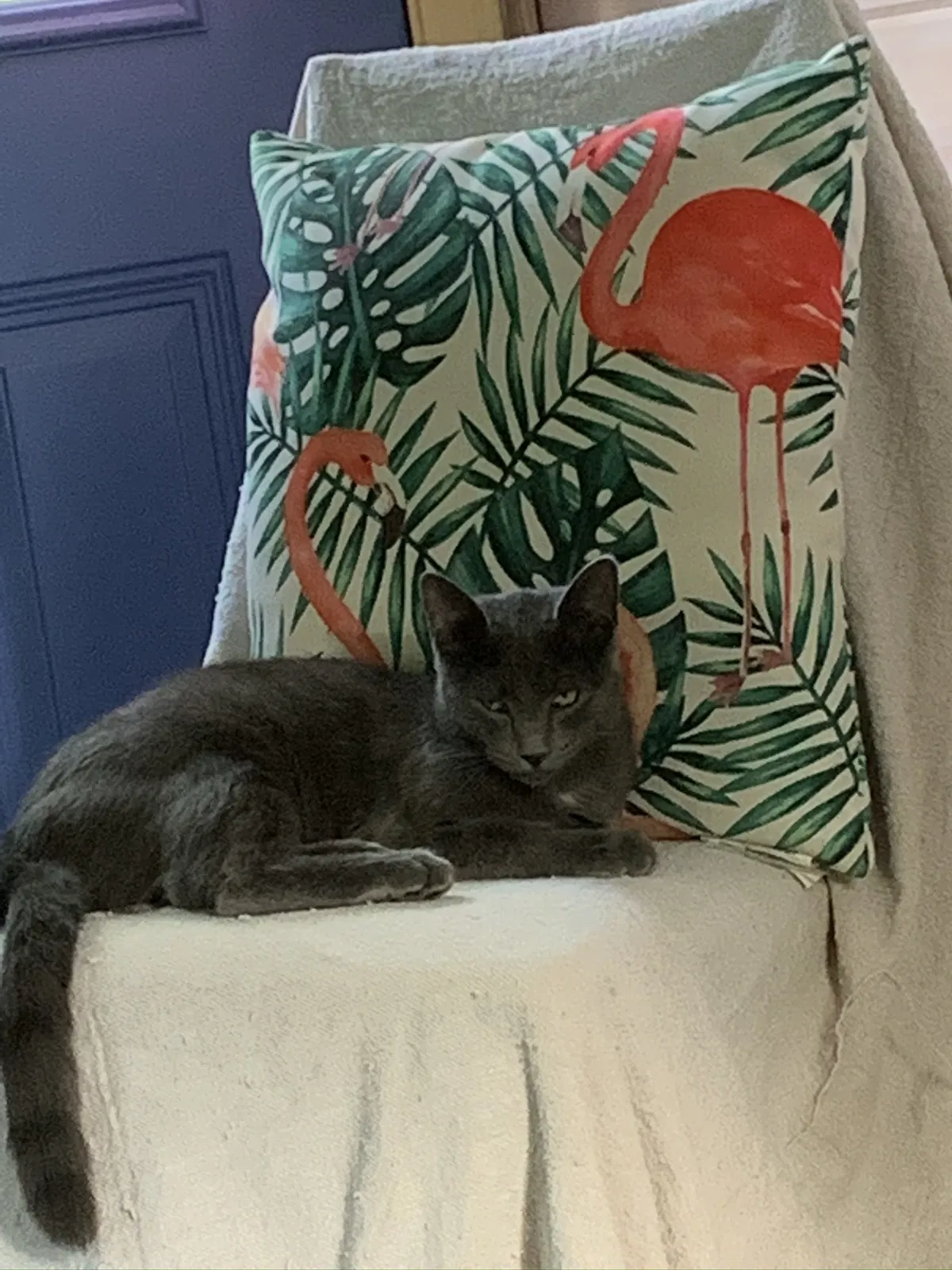 Lost cat in Willis, TX, 77318